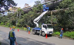 構内道路脇街路樹の剪定作業